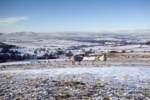 haworth moor baa sm.jpg